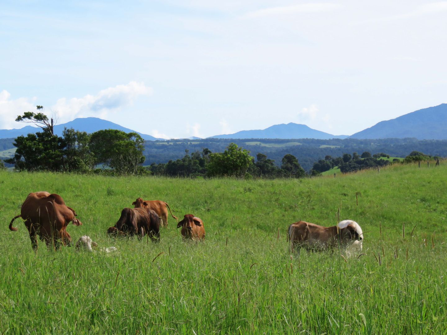 Tarzali QLD 4885, Image 1