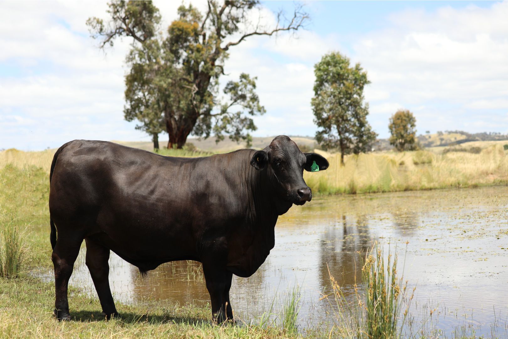 1671 Lower Piambong Road, Mudgee NSW 2850, Image 1