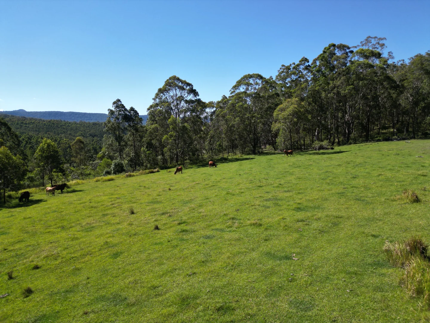 Additional image 5 of Lot 40 Joes Box Road, Yabbra NSW 2469