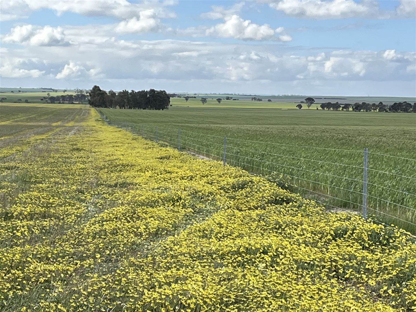 . 'Meadowcroft', Cunderdin WA 6407, Image 1