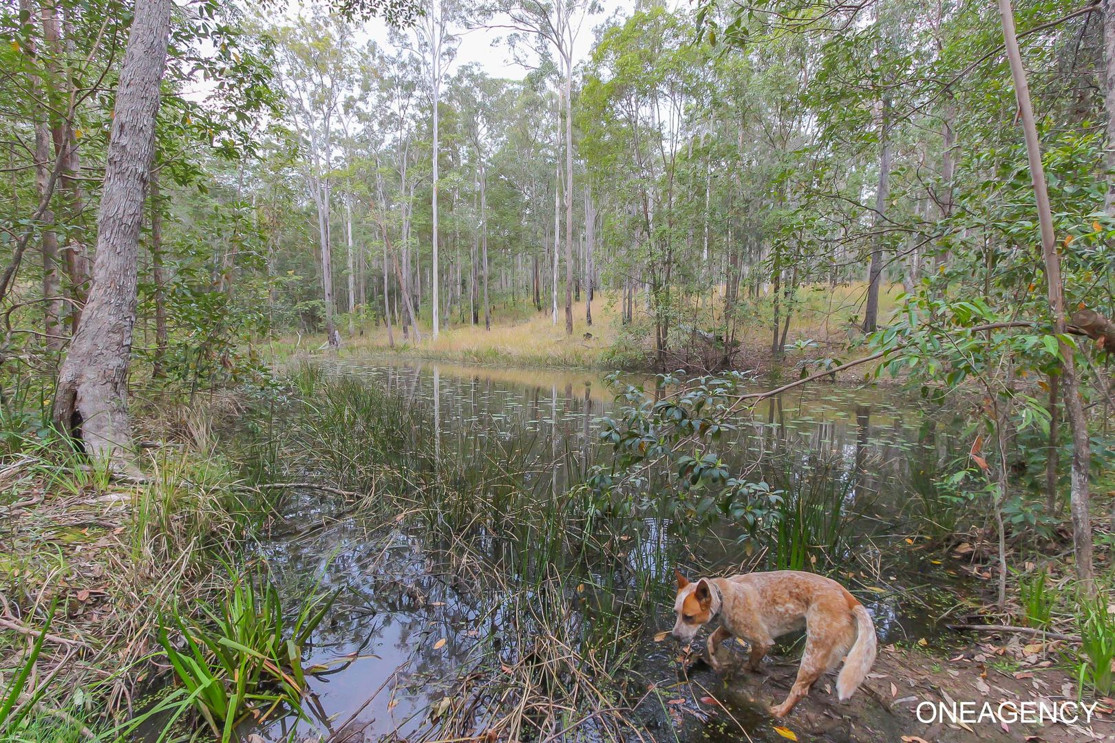 121 Mines Road, Deep Creek NSW 2440, Image 2