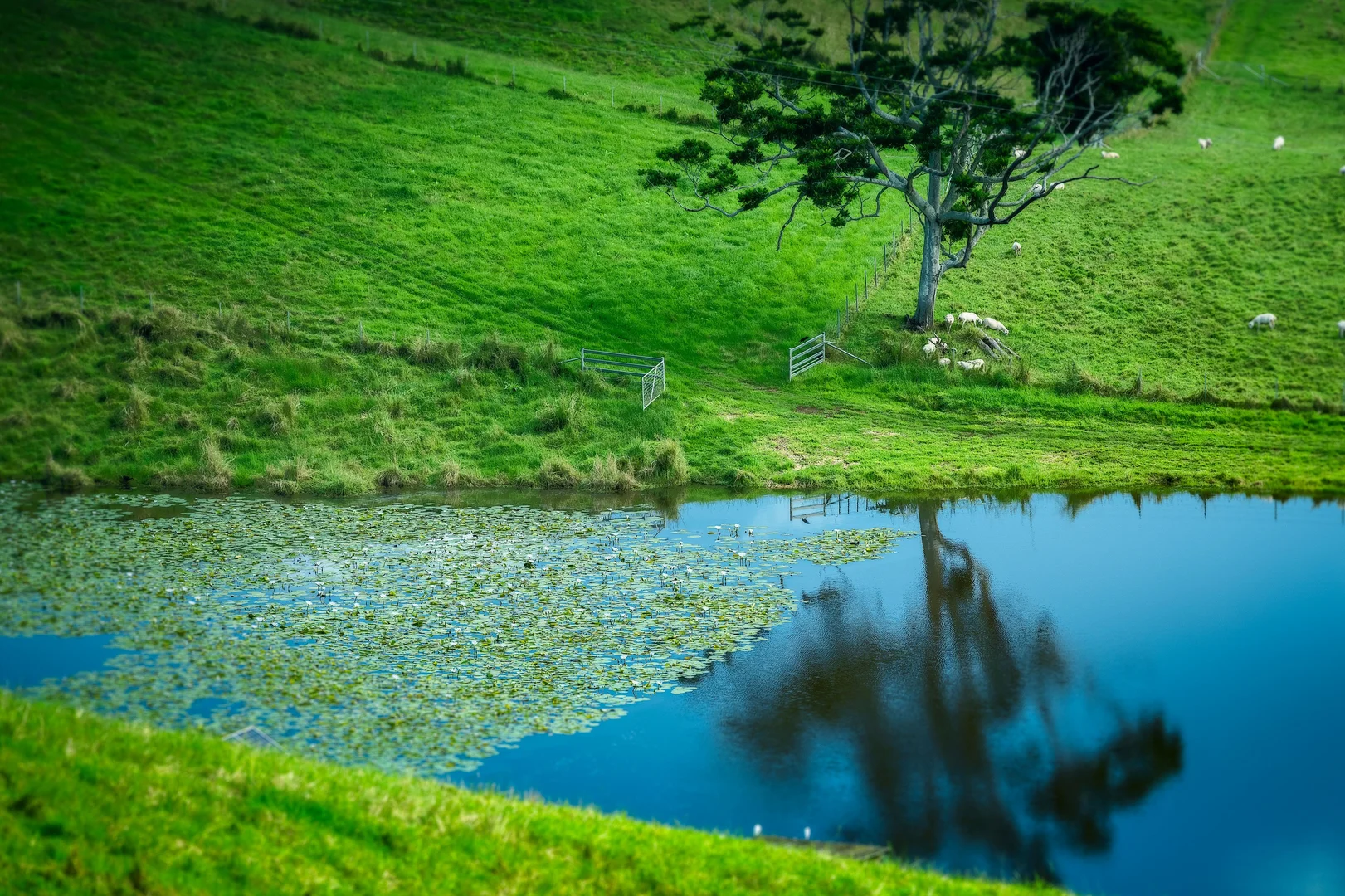 Additional image 33 of 2165 Waterfall Way, Thora NSW 2454