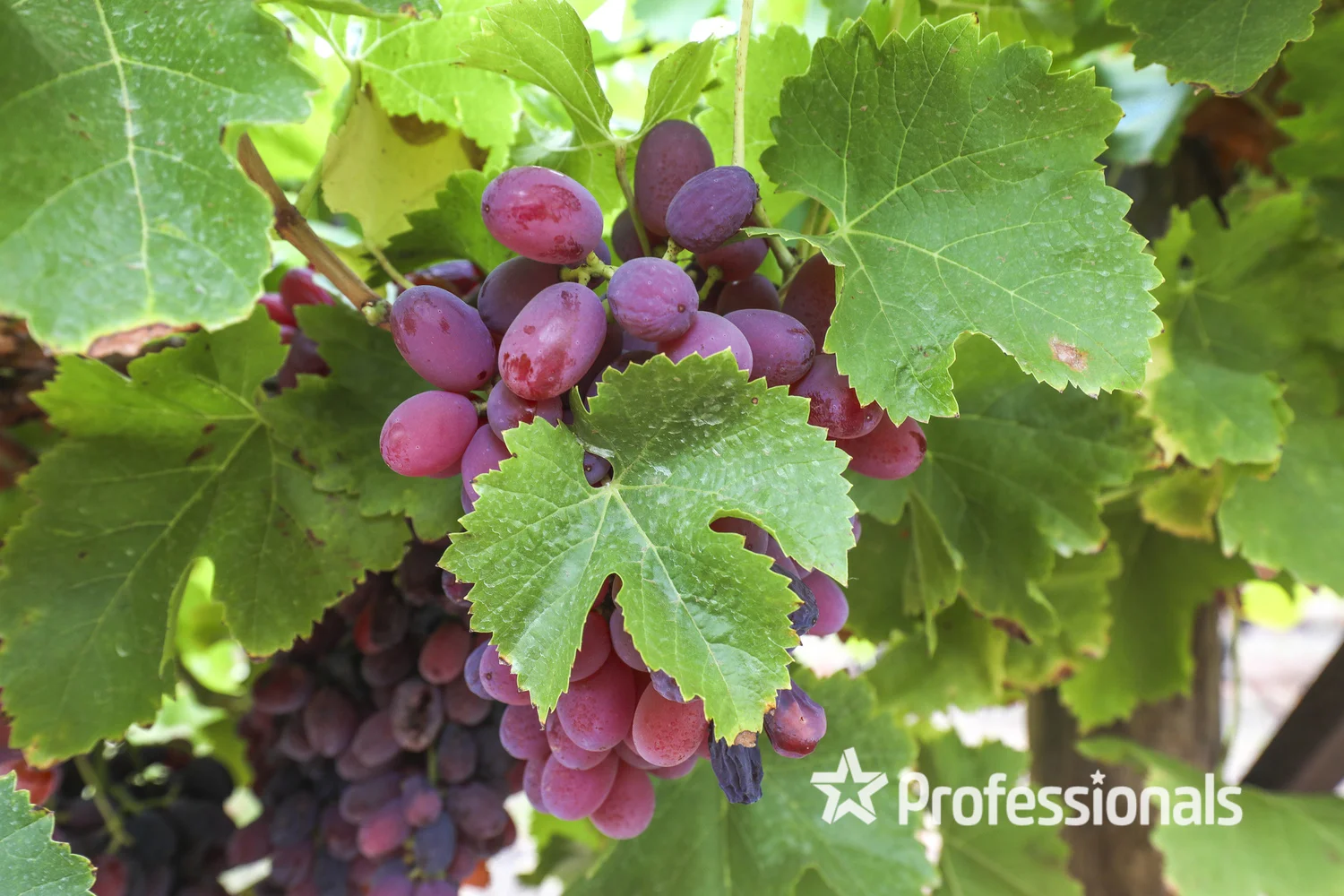 Additional image 12 of 405 Euston Avenue, Red Cliffs VIC 3496