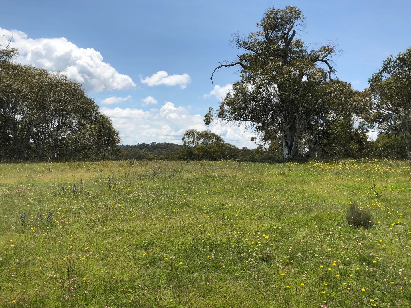Moonbah NSW 2627 photo 5