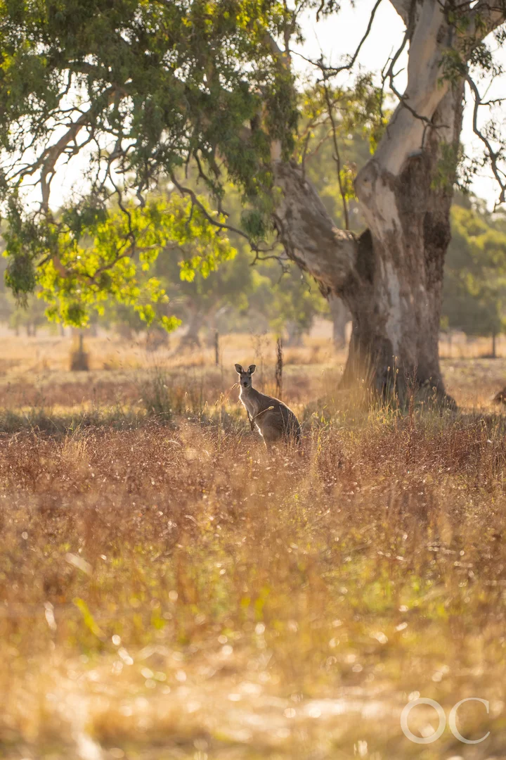 Additional image 34 of 30 Brookman Road, Meadows SA 5201