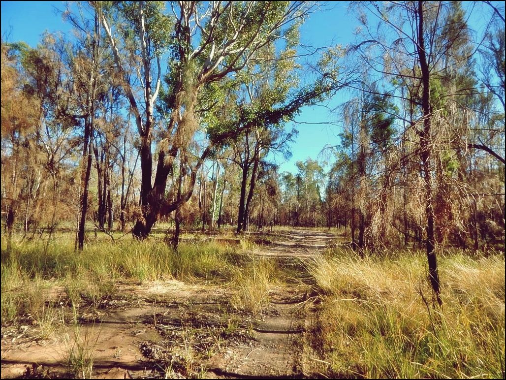 309 Waratah Drive, Millmerran Downs QLD 4357 House for Sale 175,000