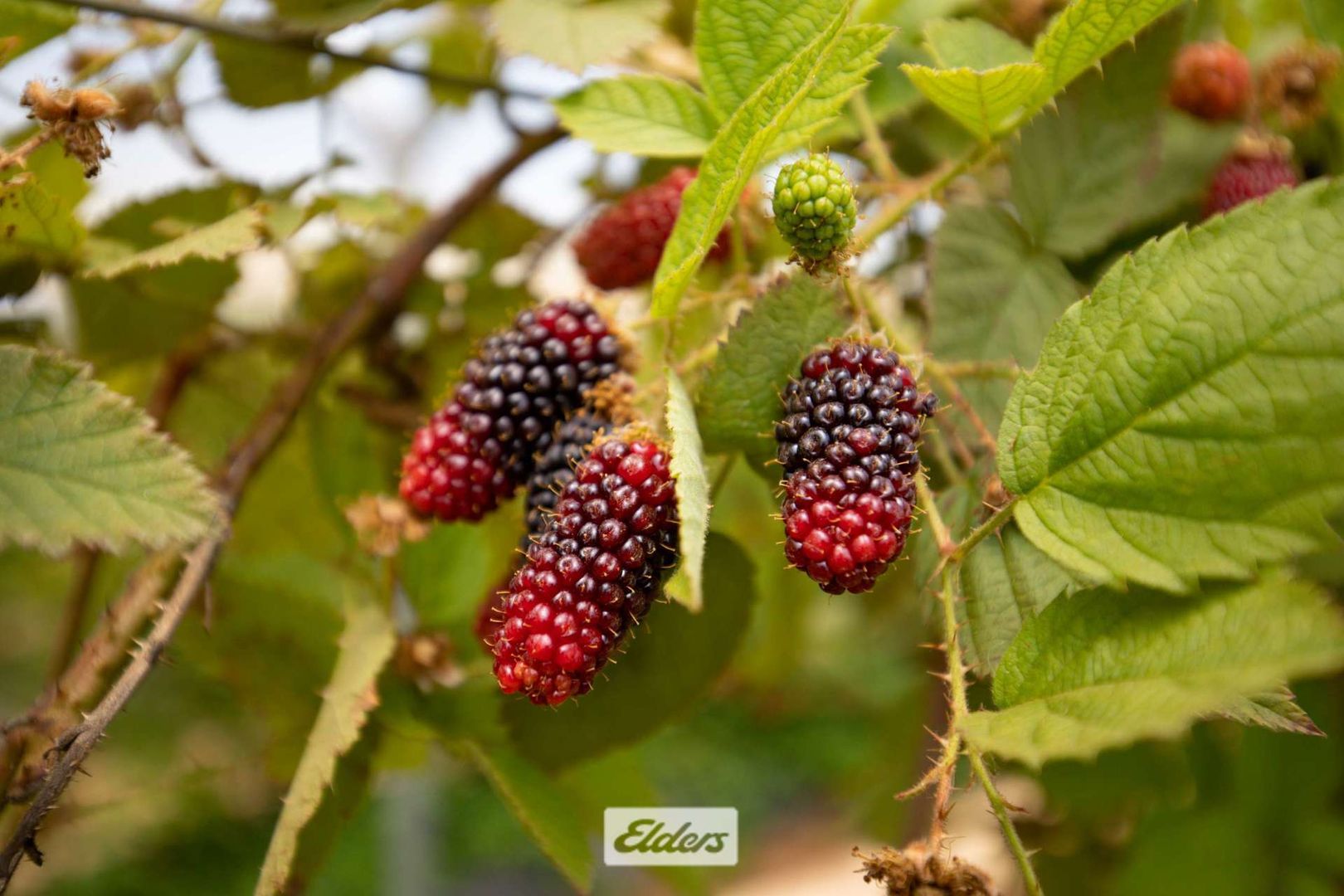 220 Ropers Road, Cardross VIC 3496 House for Sale Domain