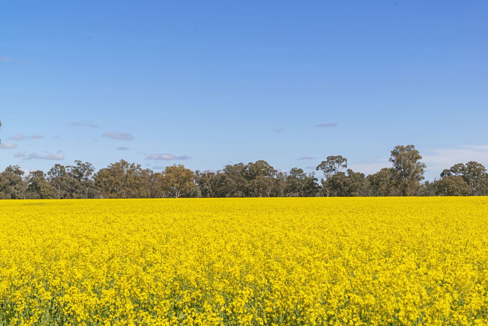 Aratula Lower River Road, Tocumwal NSW 2714, Image 0