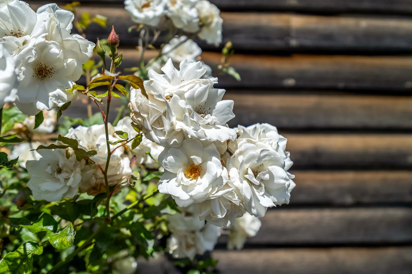 Additional image 38 of 5 Clarries Lane, Old Beach TAS 7017