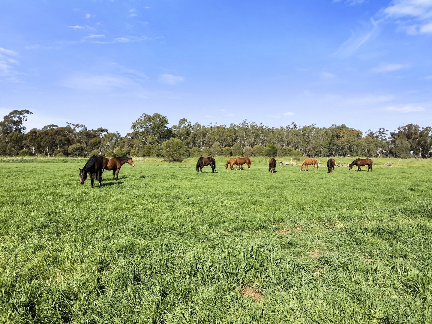 3142 Murray Valley Highway, Nathalia VIC 3638 House for Sale