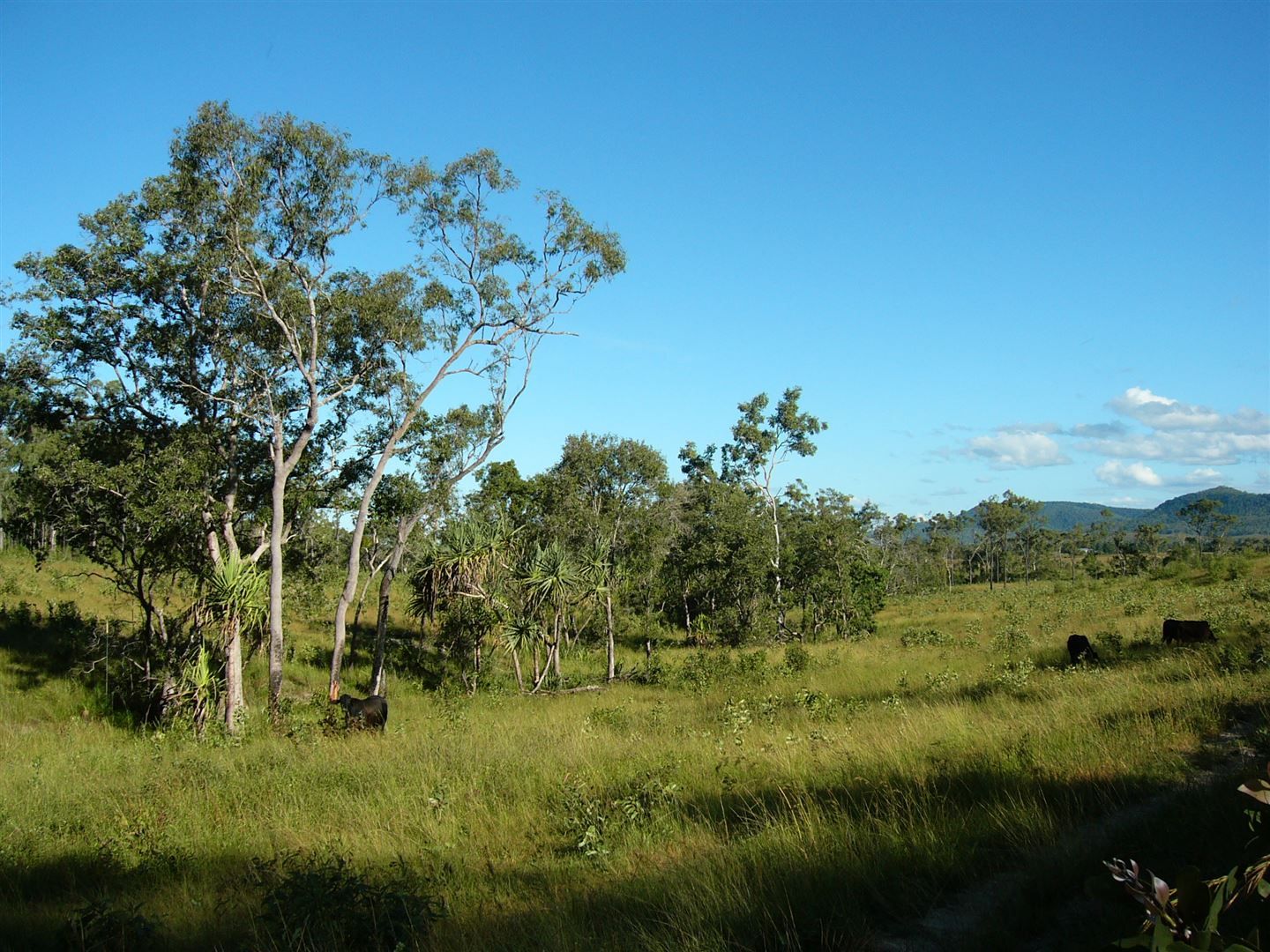 Bloomsbury QLD 4799, Image 2