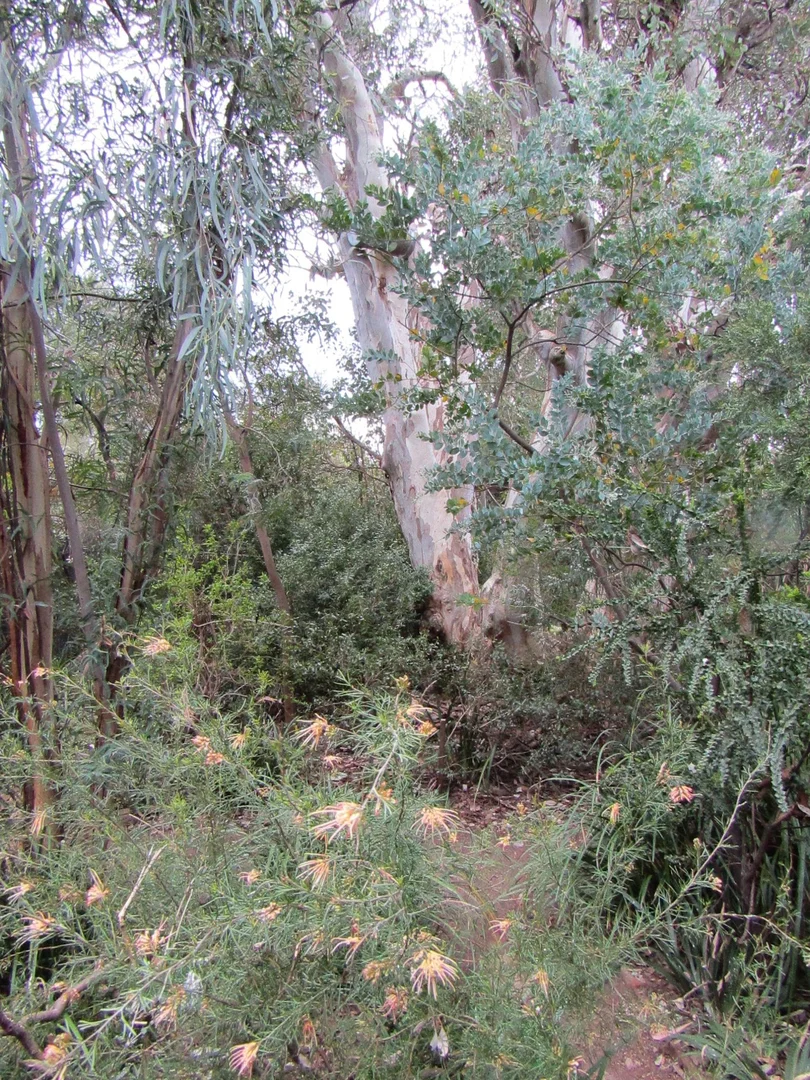 Additional image 31 of Calwell ACT 2905