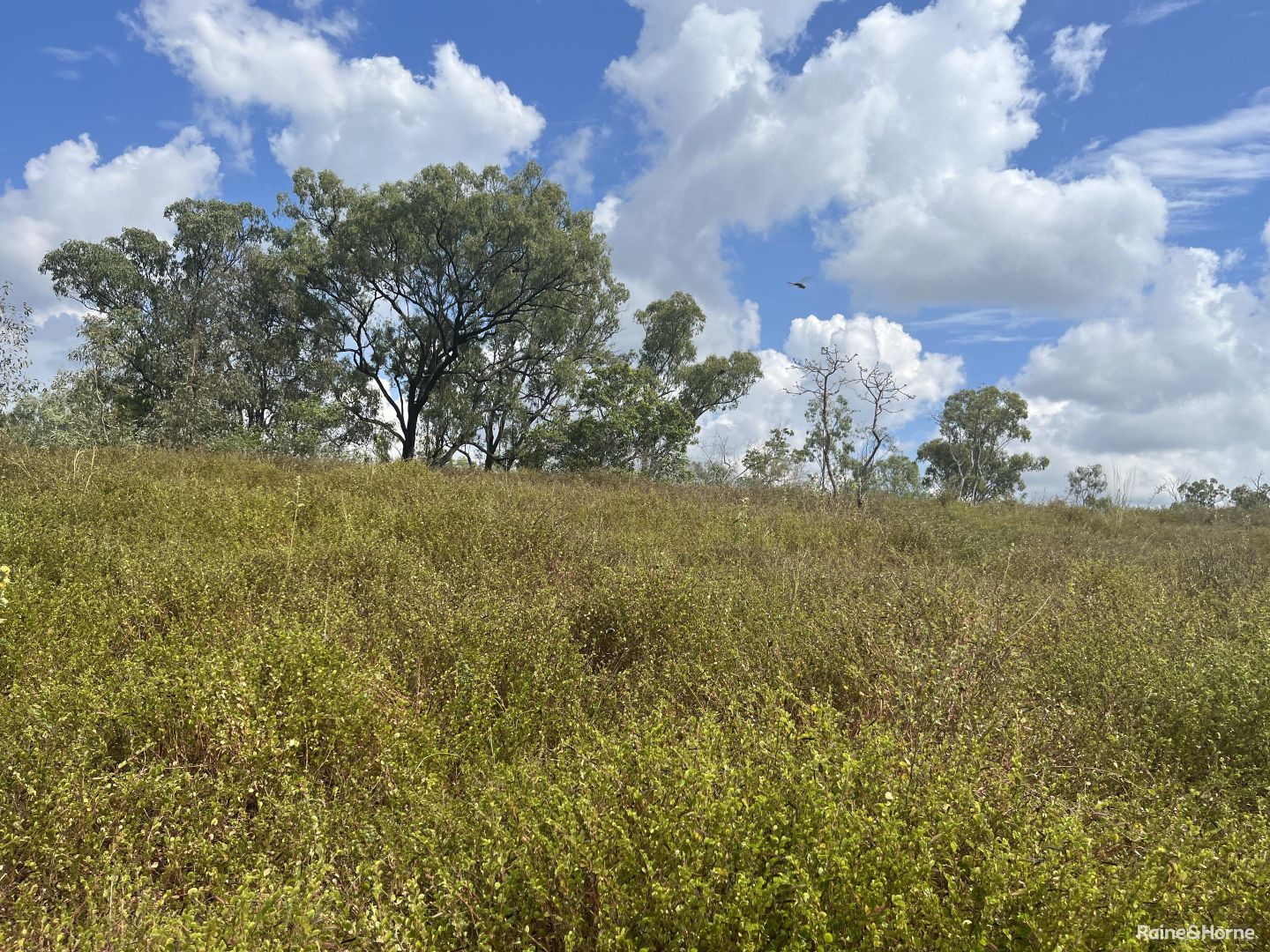 Gin Gin QLD 4671 House for Sale Domain