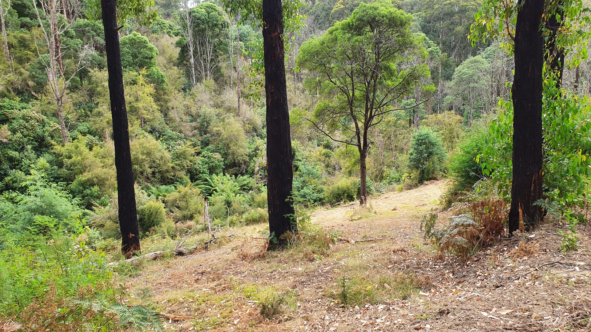 CA 6 SEC 4 Old Coach Road, Walhalla VIC 3825, Image 2