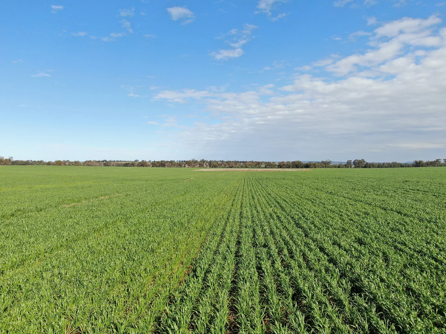 Additional image 6 of Wallarobba Tallimba Road, Tallimba NSW 2669