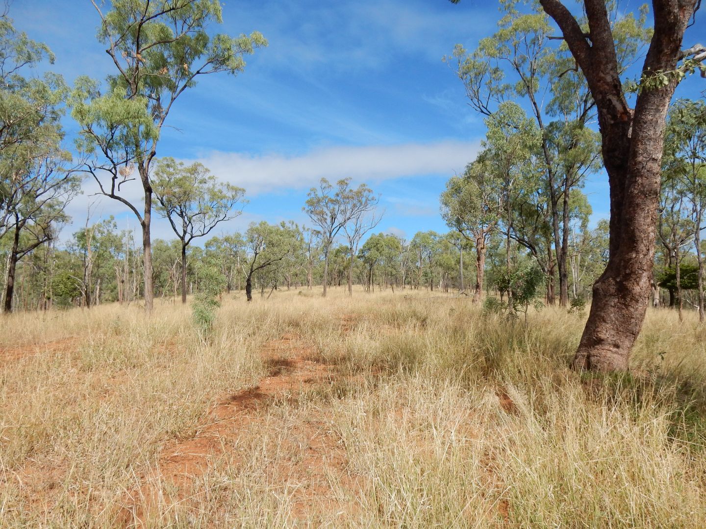 Schabes Road, Thangool QLD 4716, Image 1