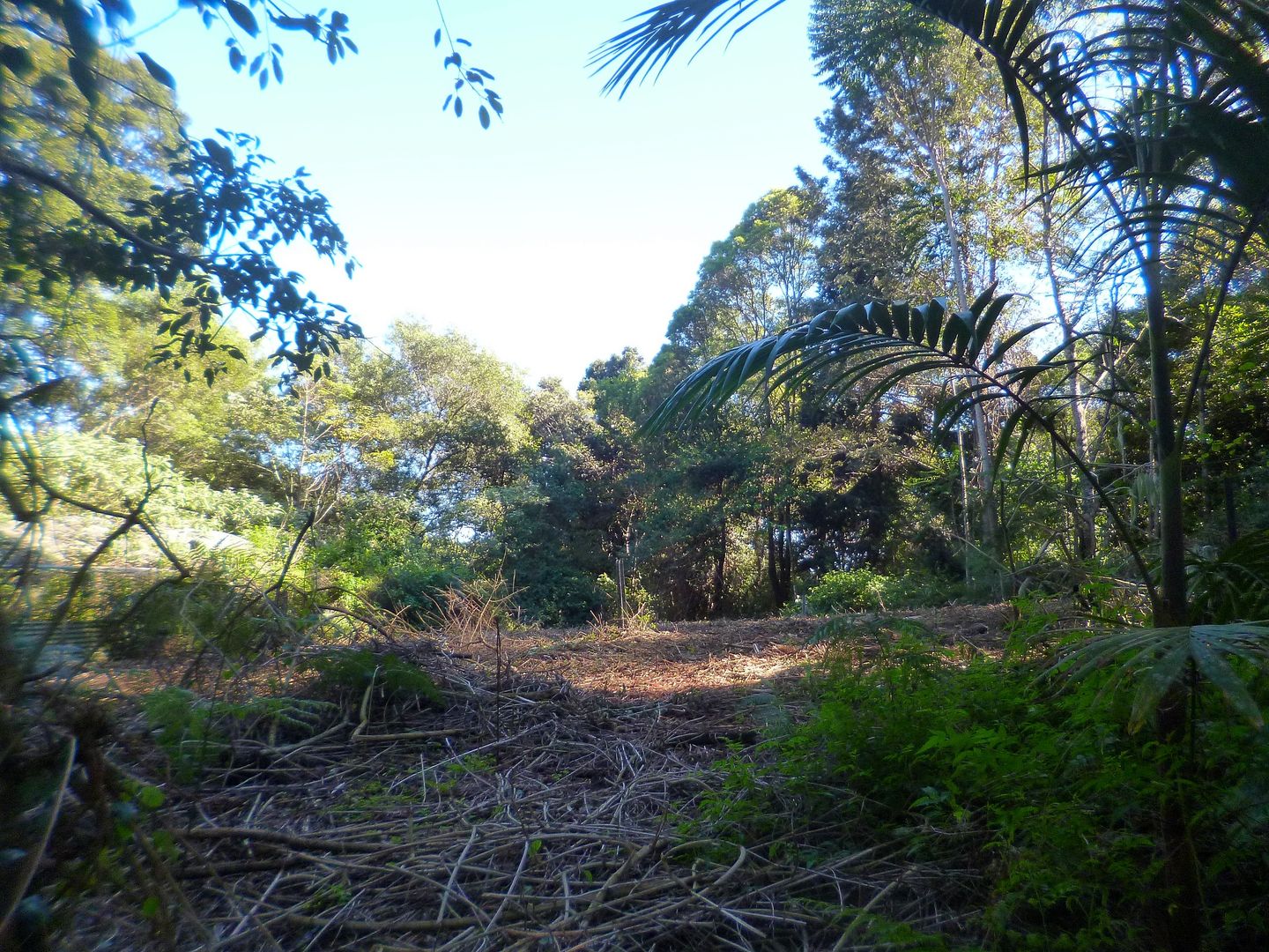 Lot 25 Young Road (Siddha Farm), Nimbin NSW 2480, Image 1