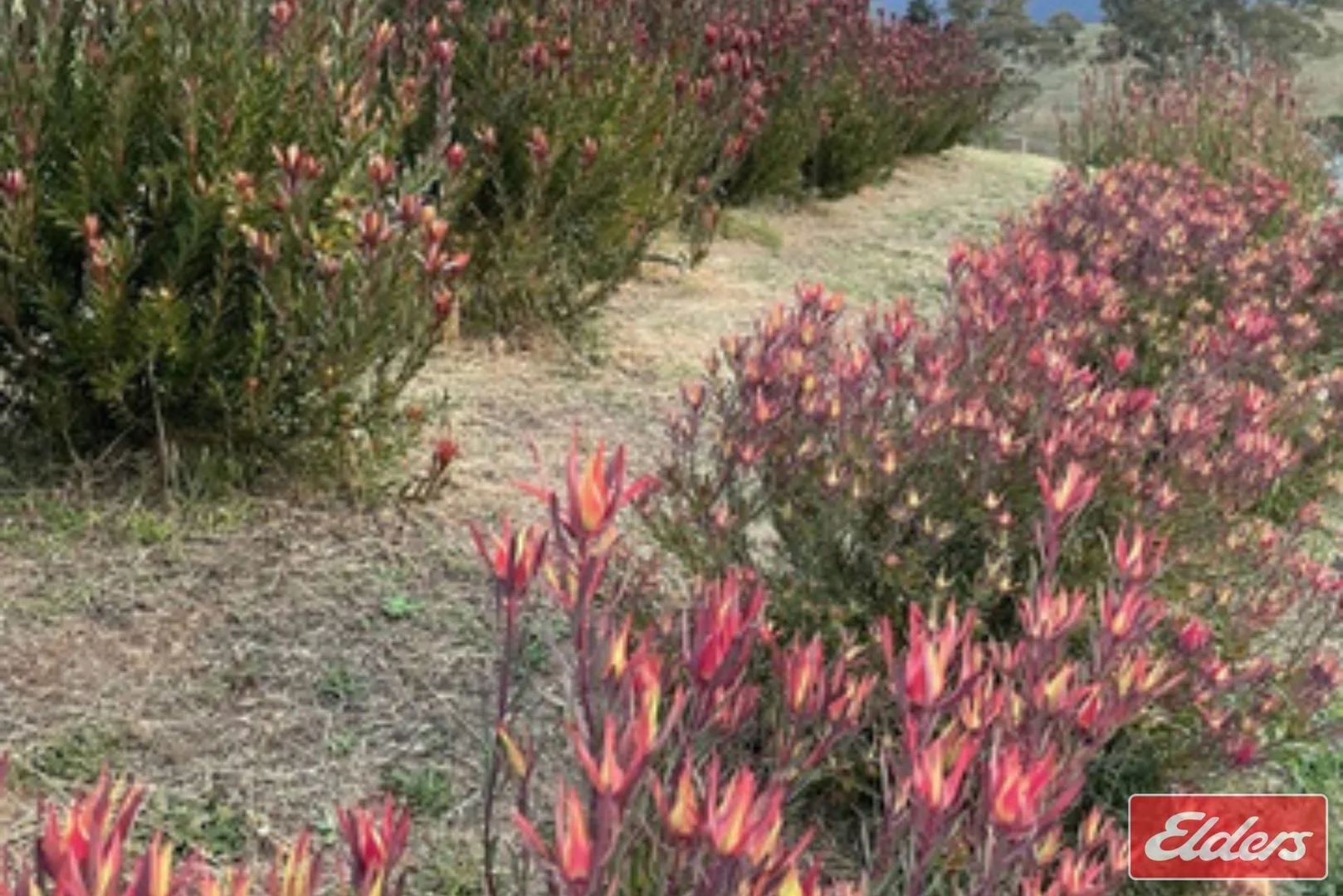 Additional image 29 of 36 Springton Road, Williamstown SA 5351