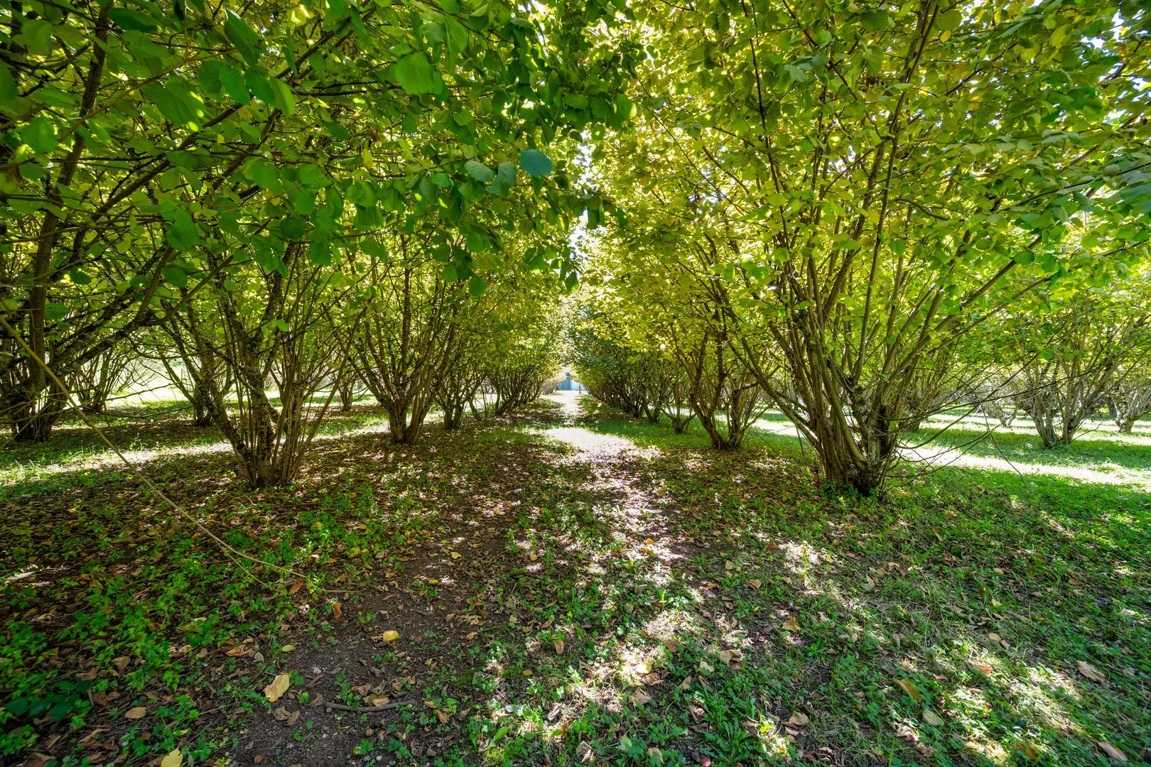 Additional image 6 of 828 Morses Creek Road, Wandiligong VIC 3744