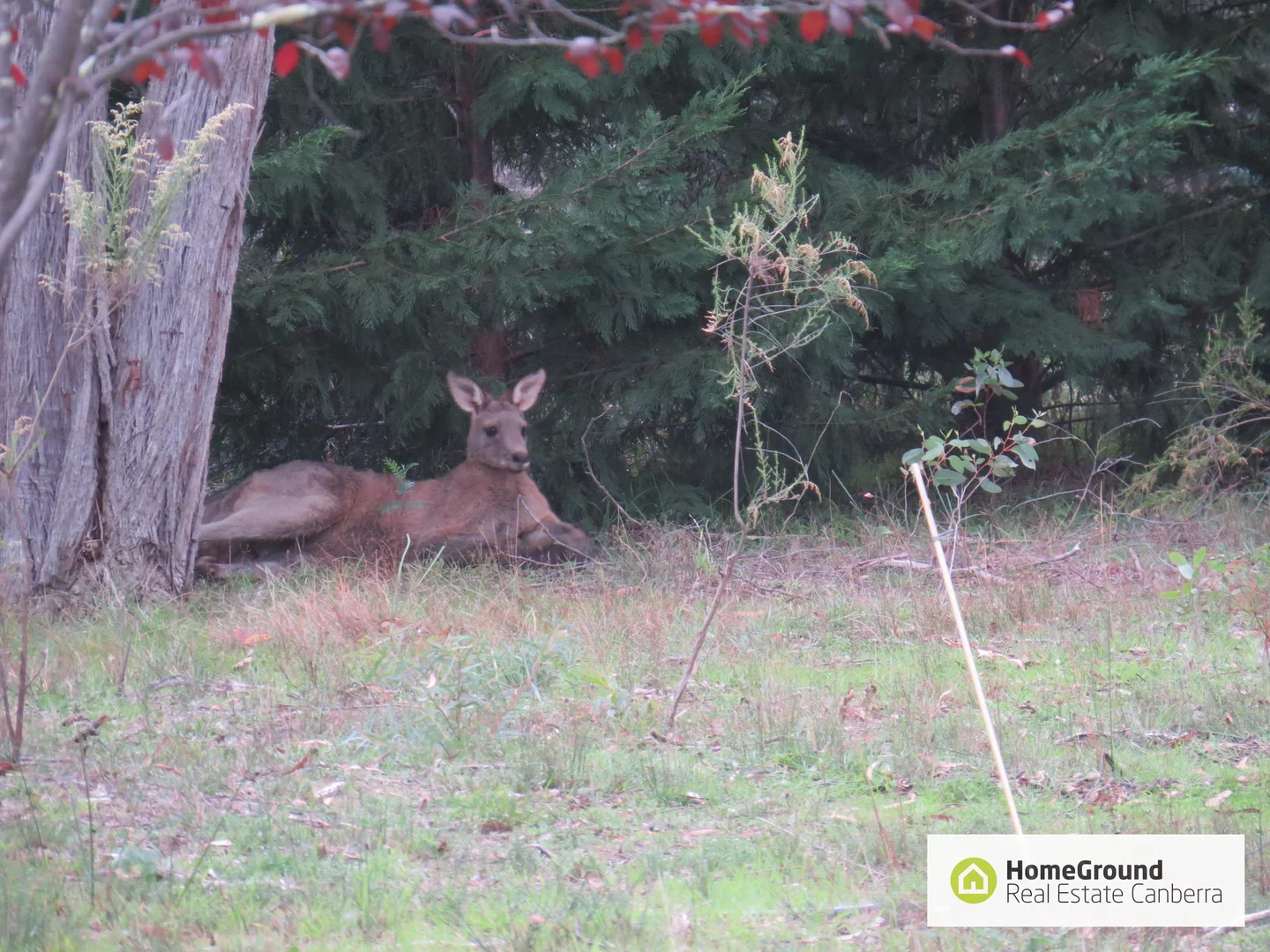 Additional image 12 of 79 Birriwa Road, Bywong NSW 2621