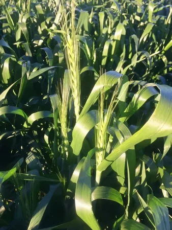 Additional image 6 of 'Trenayr' & 'Nanima' 2022 Terry Hie Hie Road, Moree NSW 2400