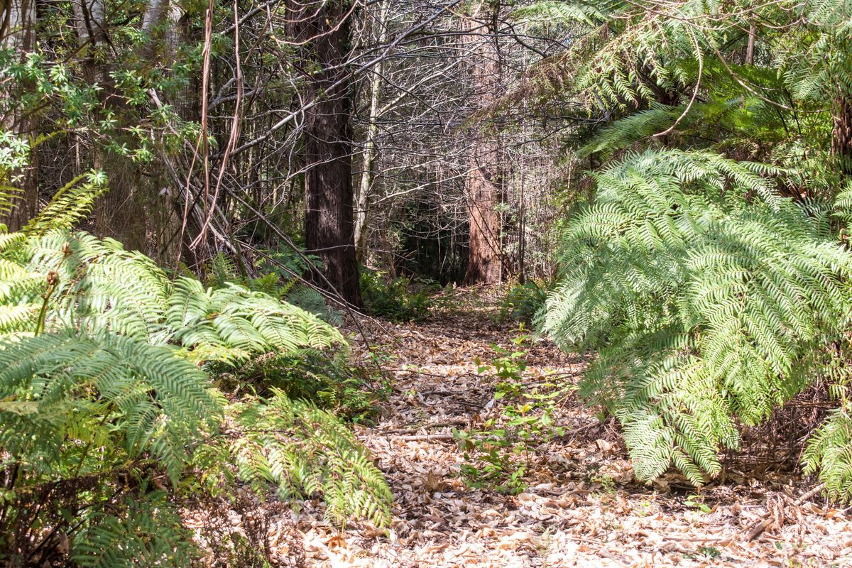 52 Upper Coonara Road, Olinda VIC 3788 Vacant Land for Sale