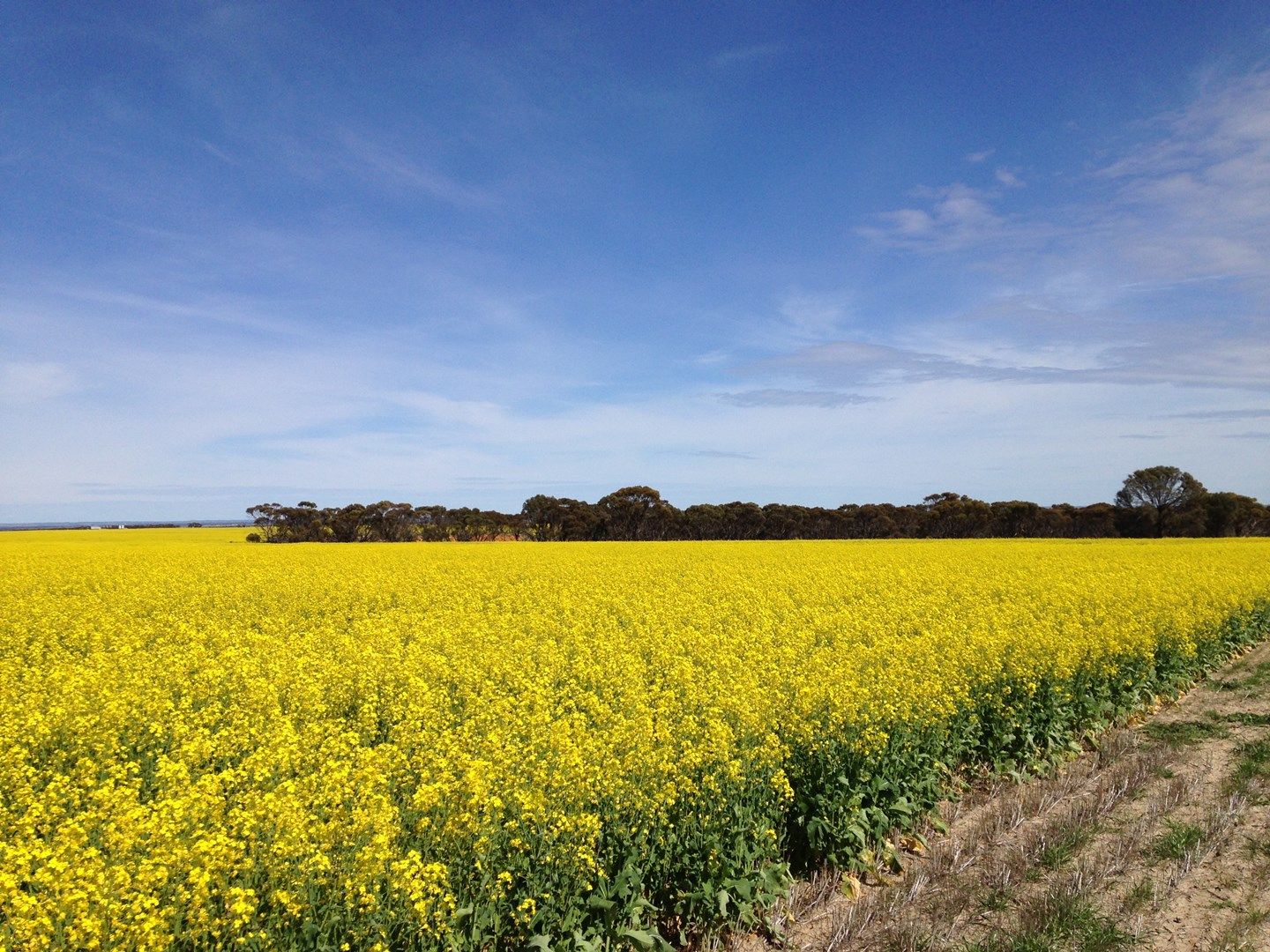 Hiview Steele Road, Pingrup WA 6343, Image 0