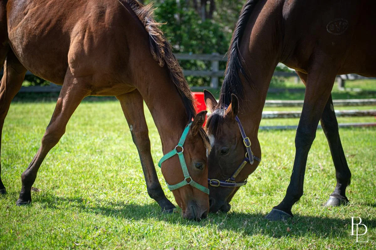 Additional image 27 of 16 Oakbanks Place, Worrigee NSW 2540