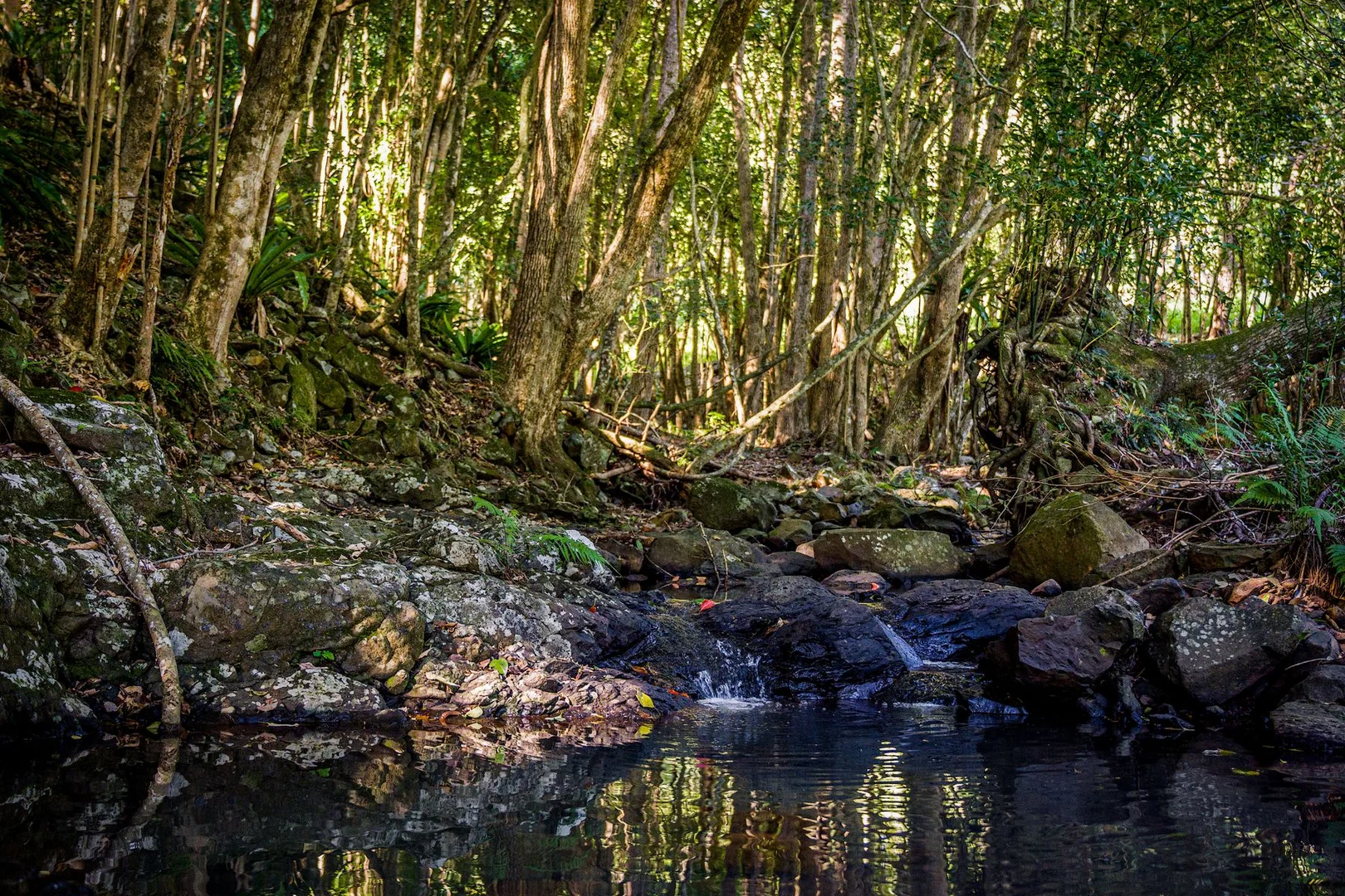 Additional image 12 of 79 Johnston Road, Clunes NSW 2480