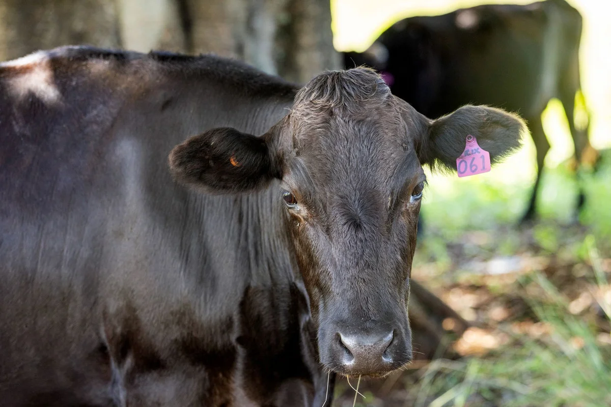 Additional image 35 of 675 Pines Road, Edenville NSW 2474