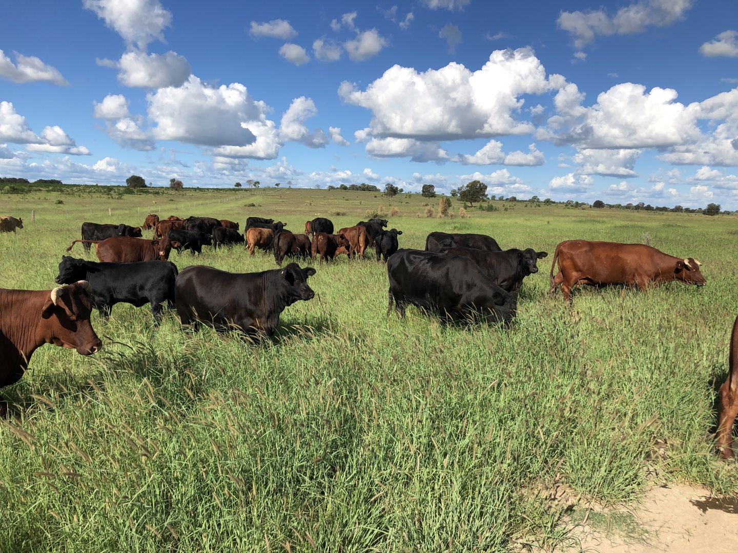 416 Nine Mile Road, Roma QLD 4455 - Farm for Sale - $4,350,000