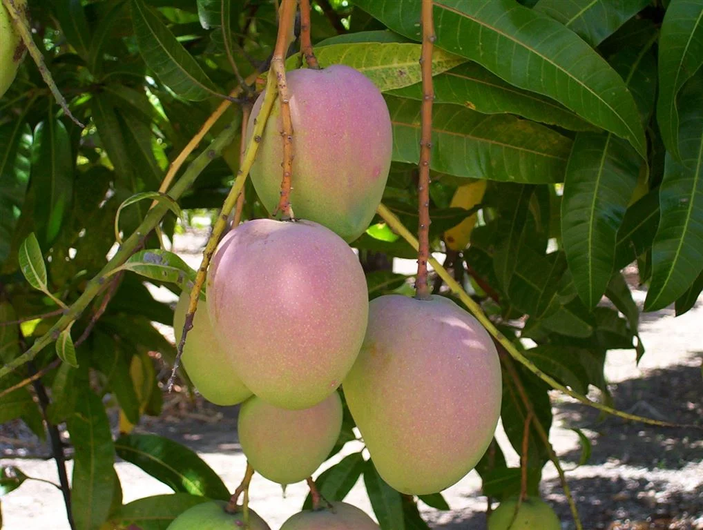 Additional image 14 of Bowen QLD 4805