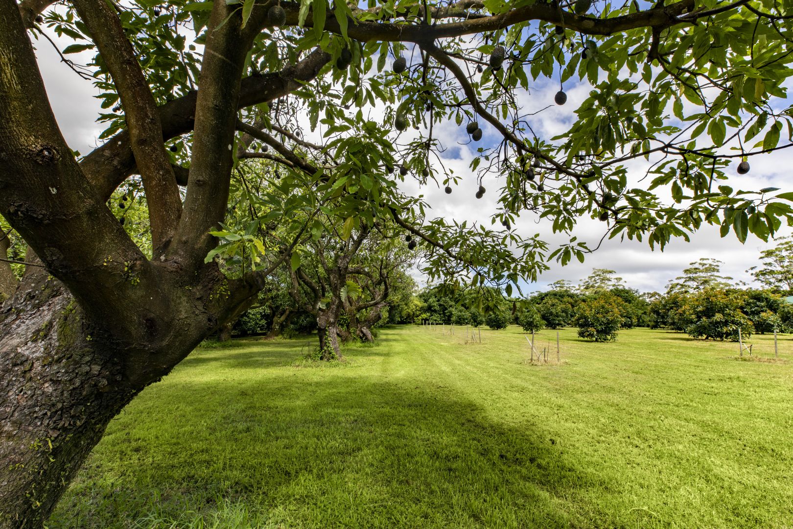 30 Kidd Street, Tamborine Mountain QLD 4272, Image 2