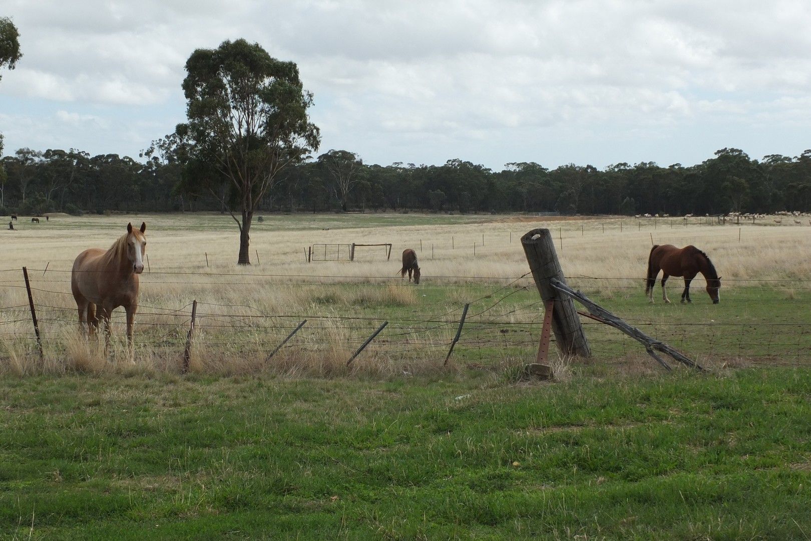 7064 Pyrenees Highway, Avoca VIC 3467, Image 0