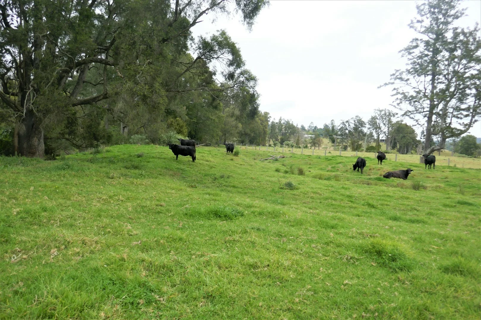 Additional image 22 of 35 Phelps Road, Kyogle NSW 2474