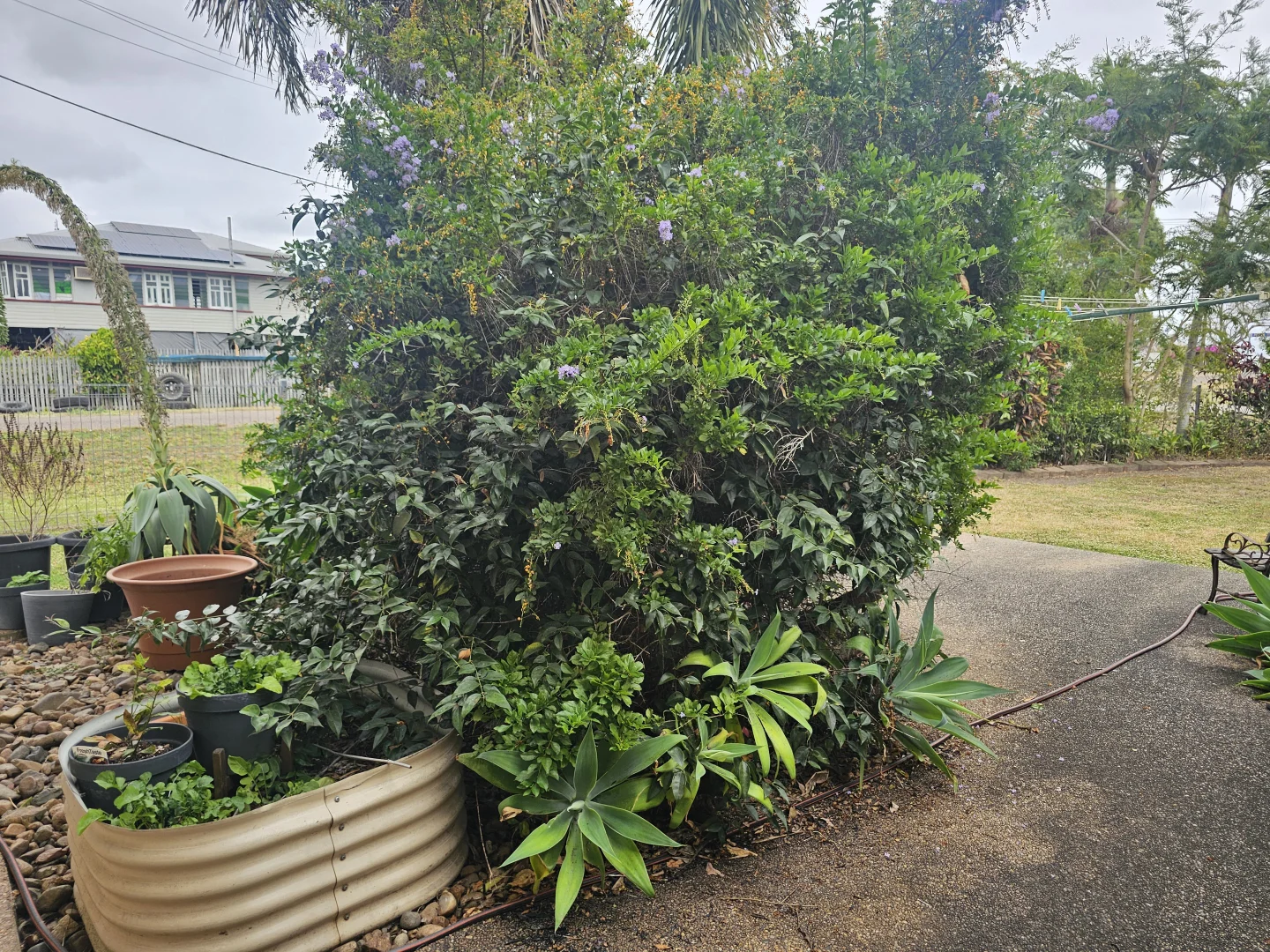 Image 29