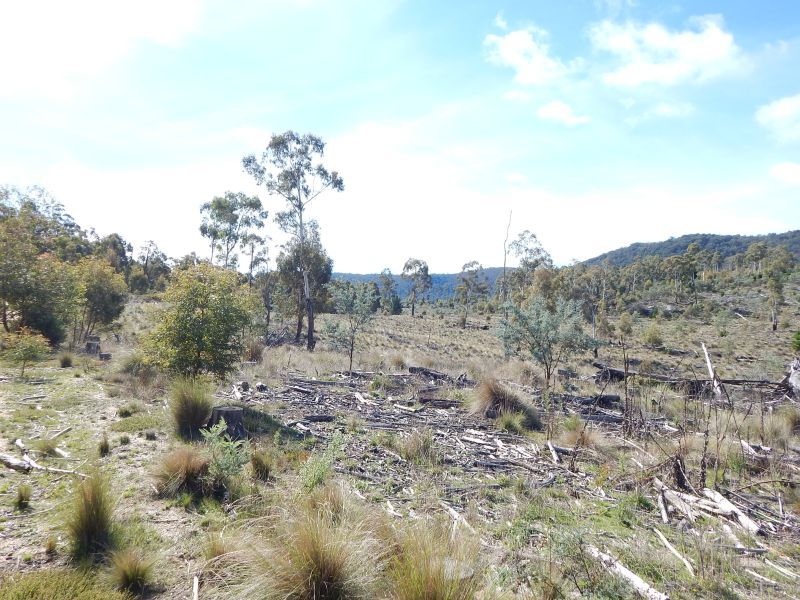Lot 211 FOGGY FOREST RD, Anembo NSW 2621, Image 1