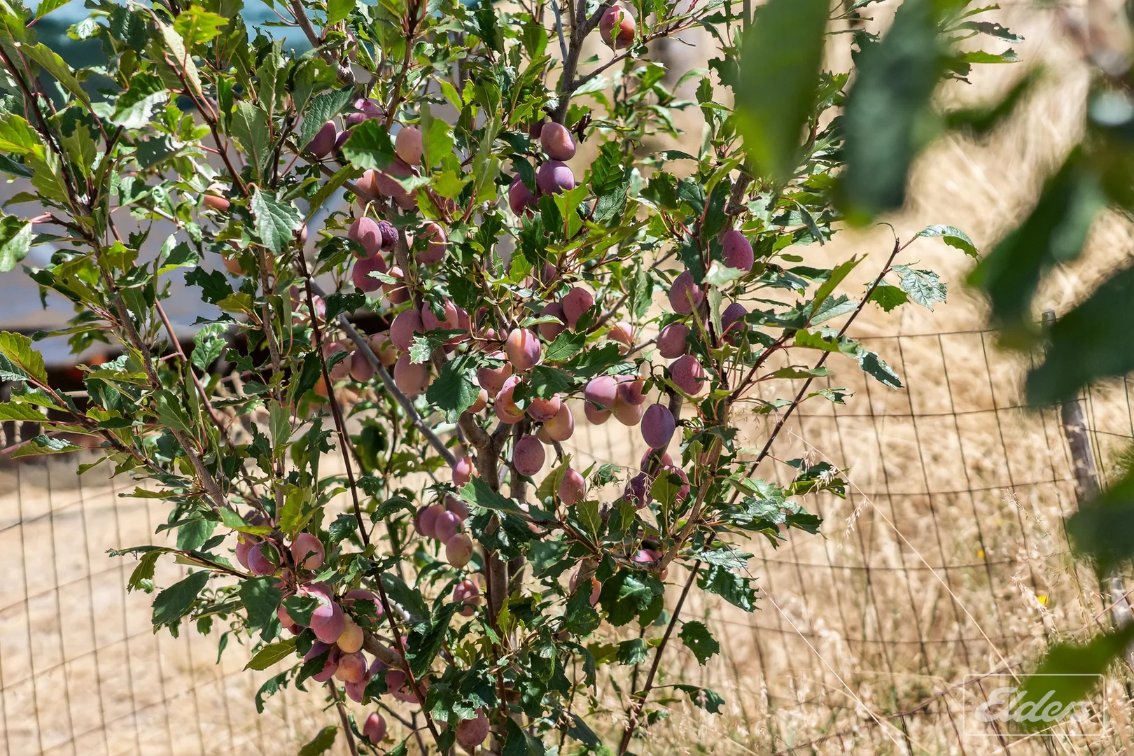 Image 69