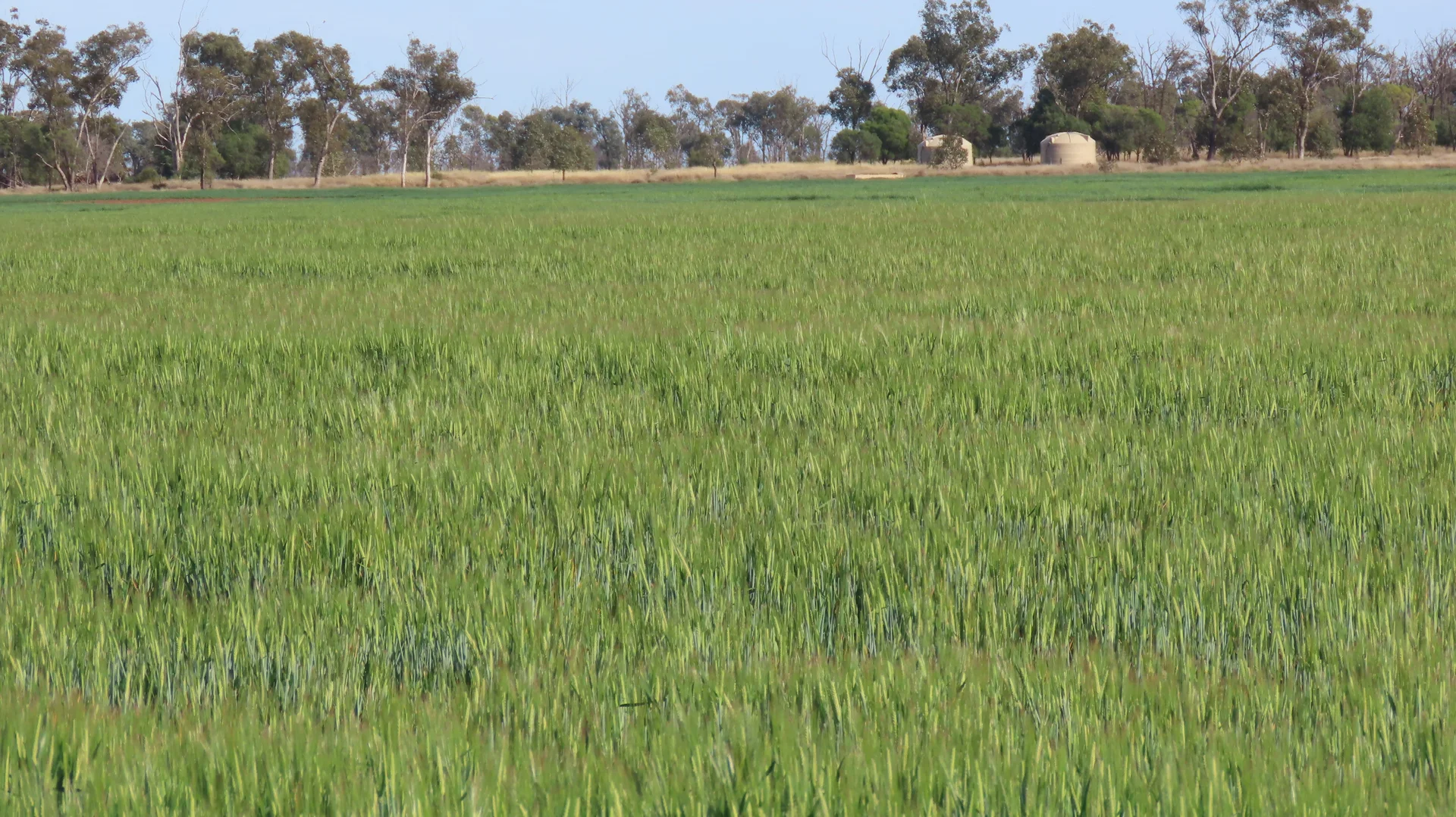 Image 15