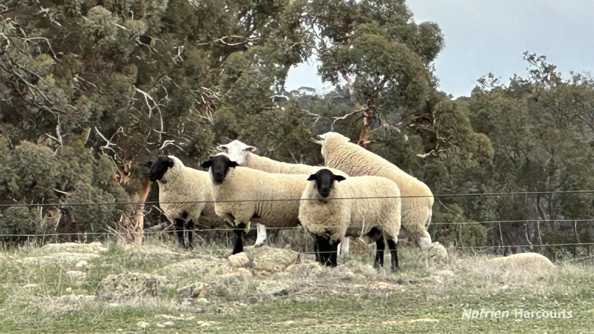 Image 33