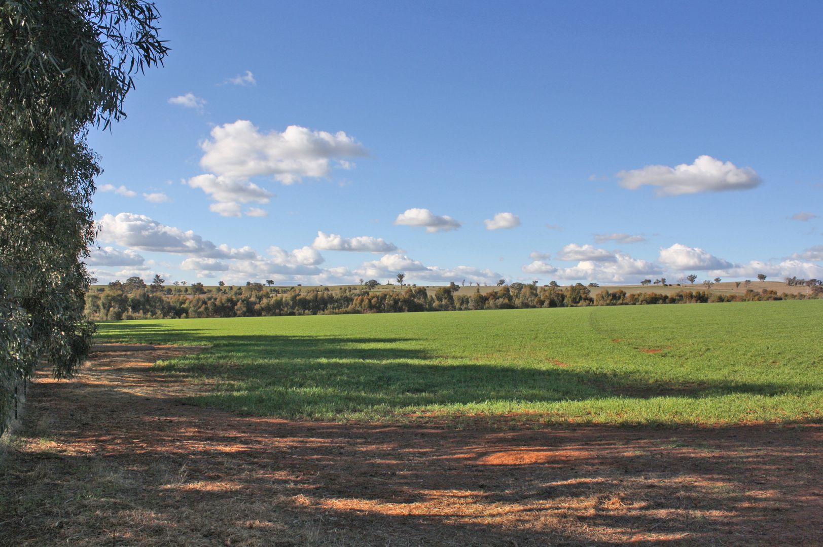 Lot 7 Roedigers Lane, Junee NSW 2663, Image 1