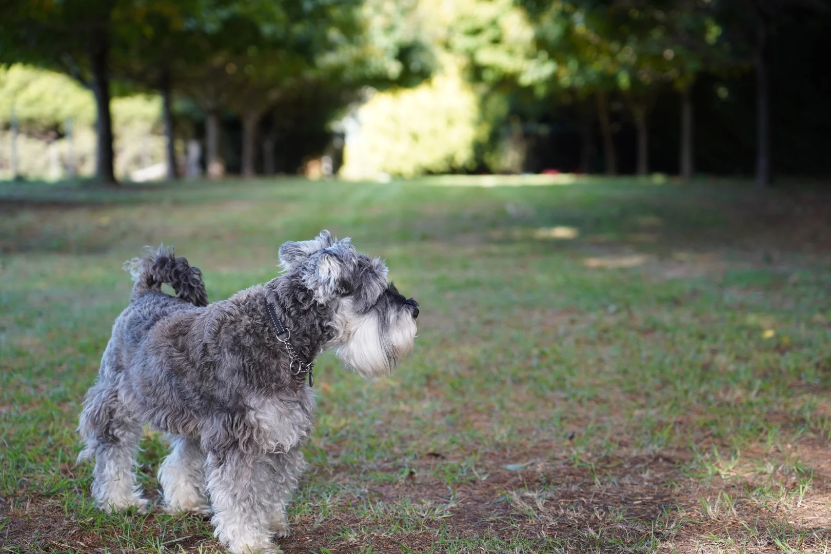 Additional image 23 of 383 Mozart Road, Mozart NSW 2787