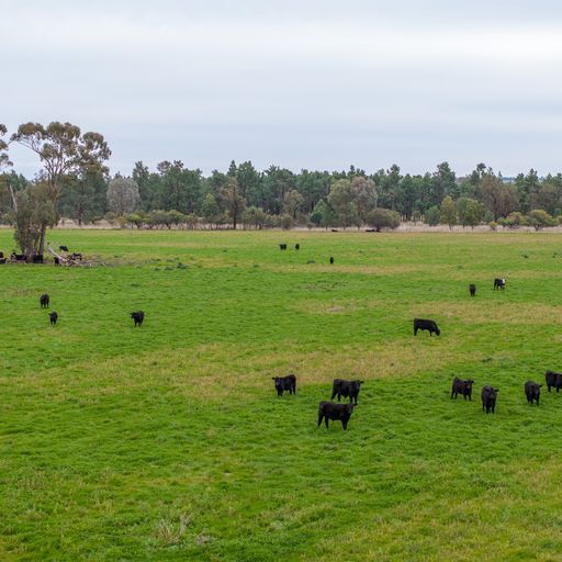 Specialist Farm in 'Lyndhurst'/639 Rannock Road, COOLAMON NSW, 2701