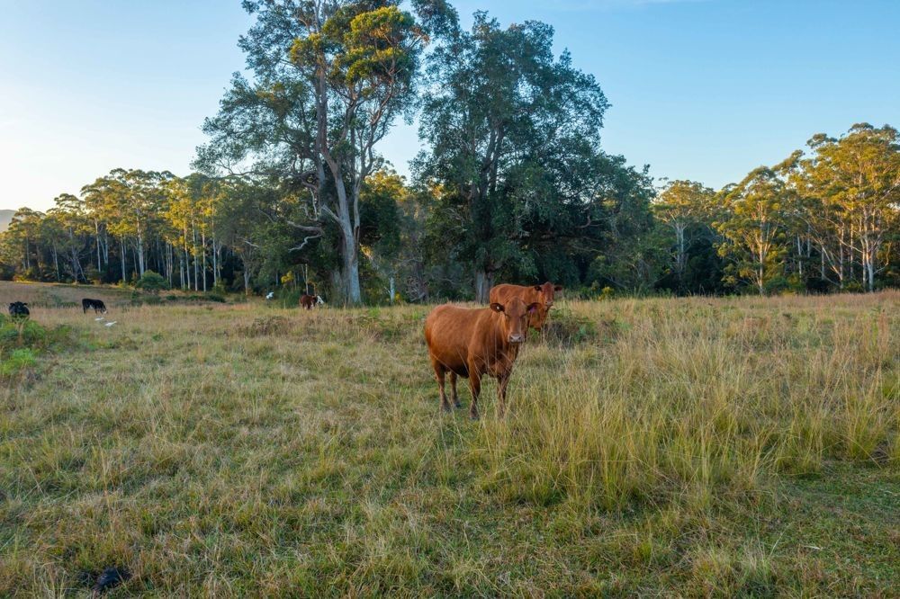 142 Old School Road, Herons Creek NSW 2439 House for Sale Domain