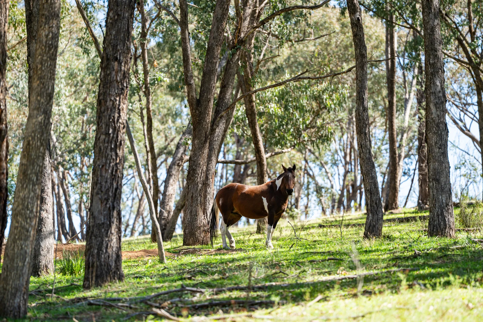 Additional image 7 of 191 Ferndale Road, Woomargama NSW 2644