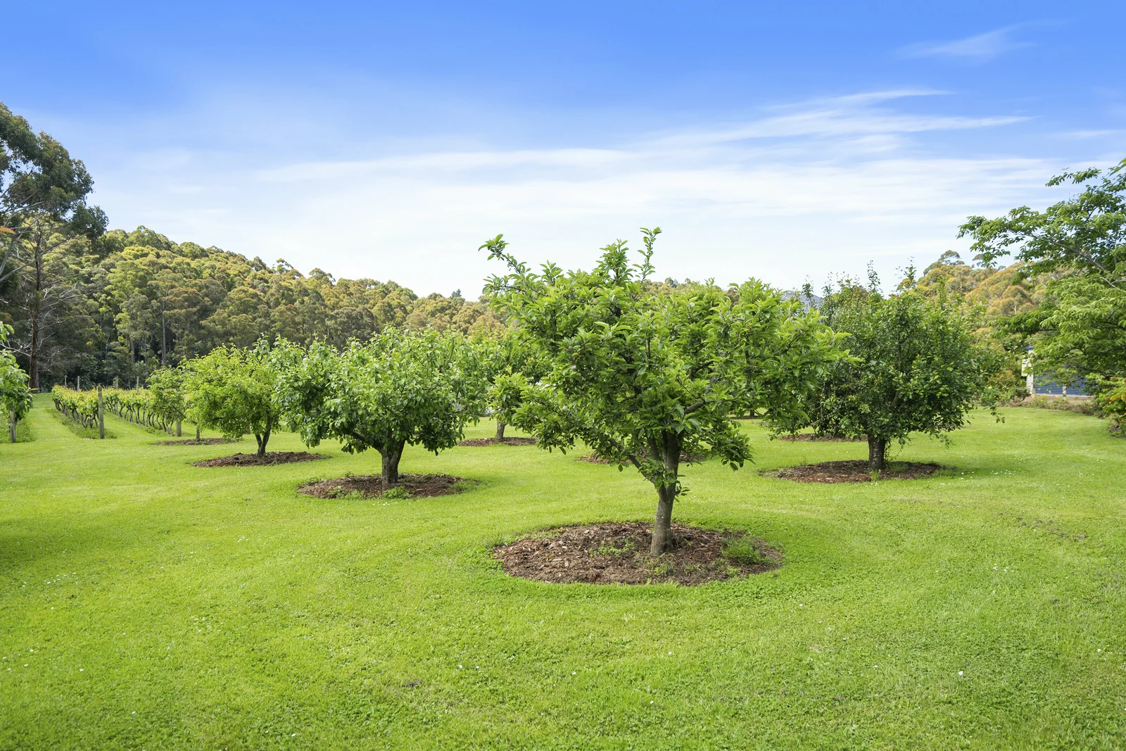 Additional image 32 of 164 Saddle Road, Kettering TAS 7155