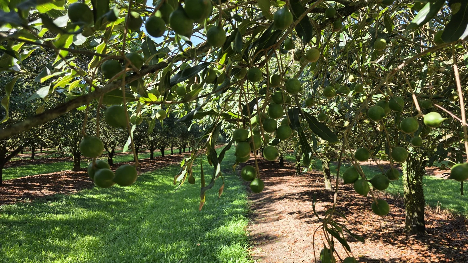 Additional image 14 of 389 Teven Road, Teven NSW 2478