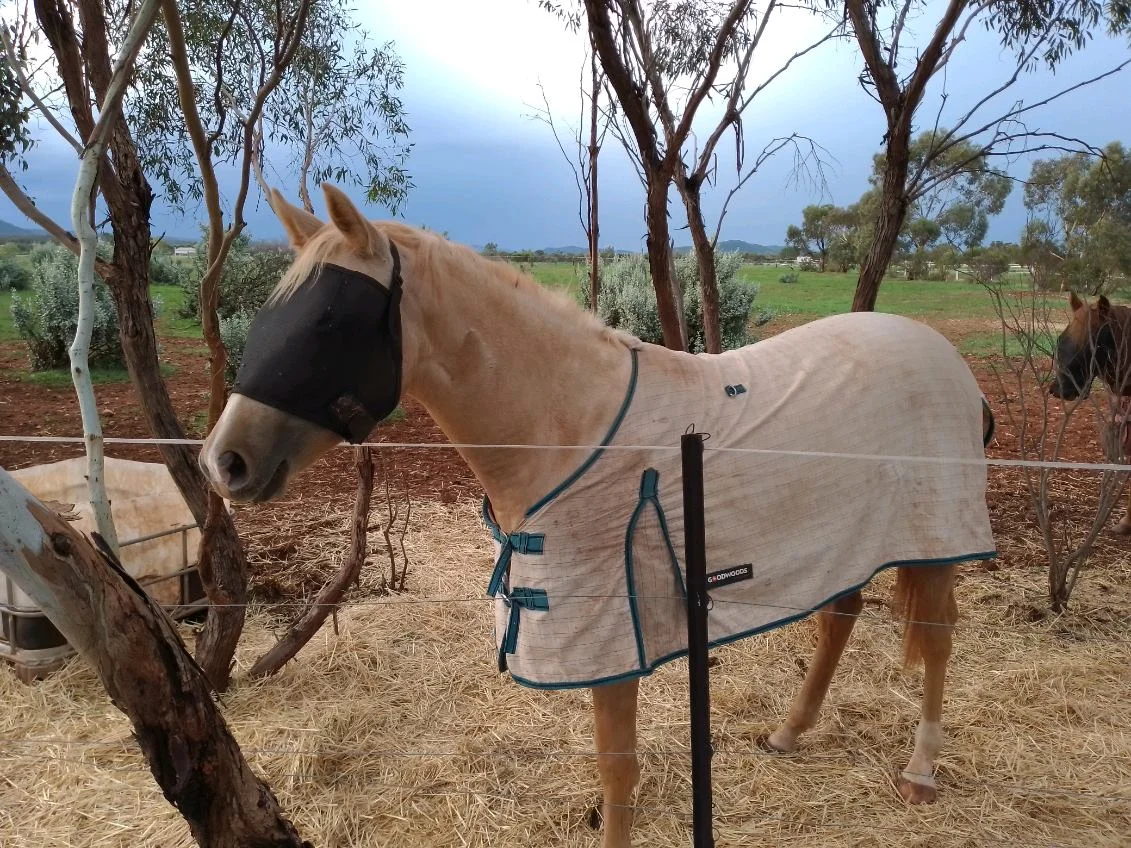 Primary image of 68 Freebairn Road, Quorn SA 5433