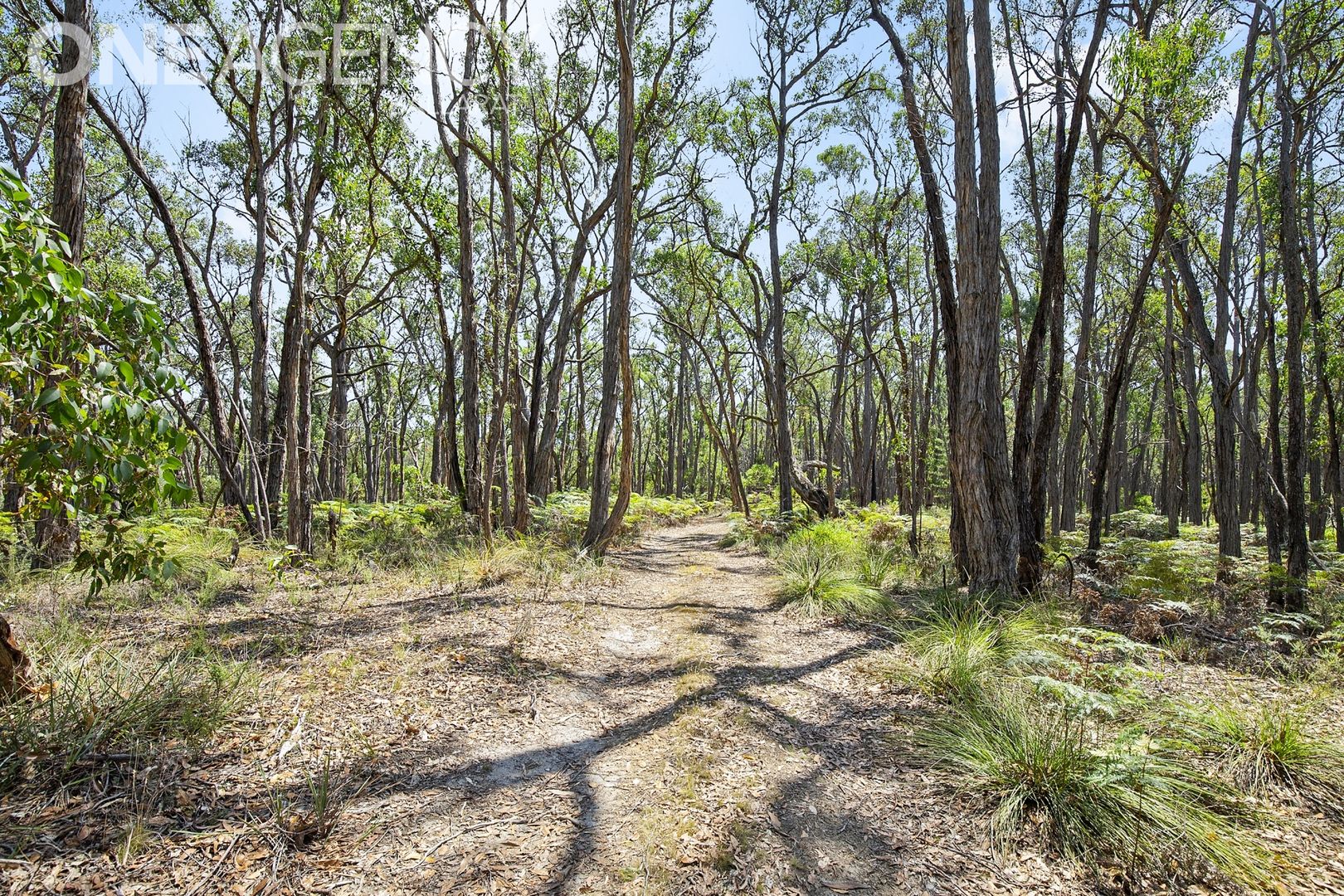 Lot 7 Woodland Drive, Scarsdale VIC 3351, Image 2