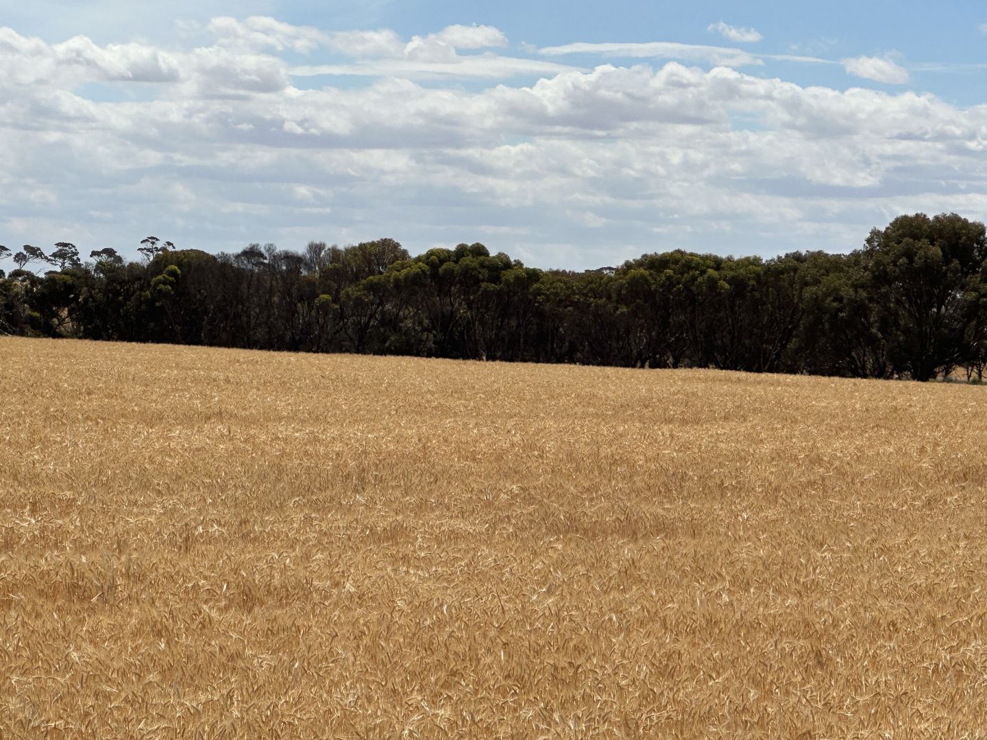 Nyabing-Kukerin Road, Nyabing WA 6341, Image 1